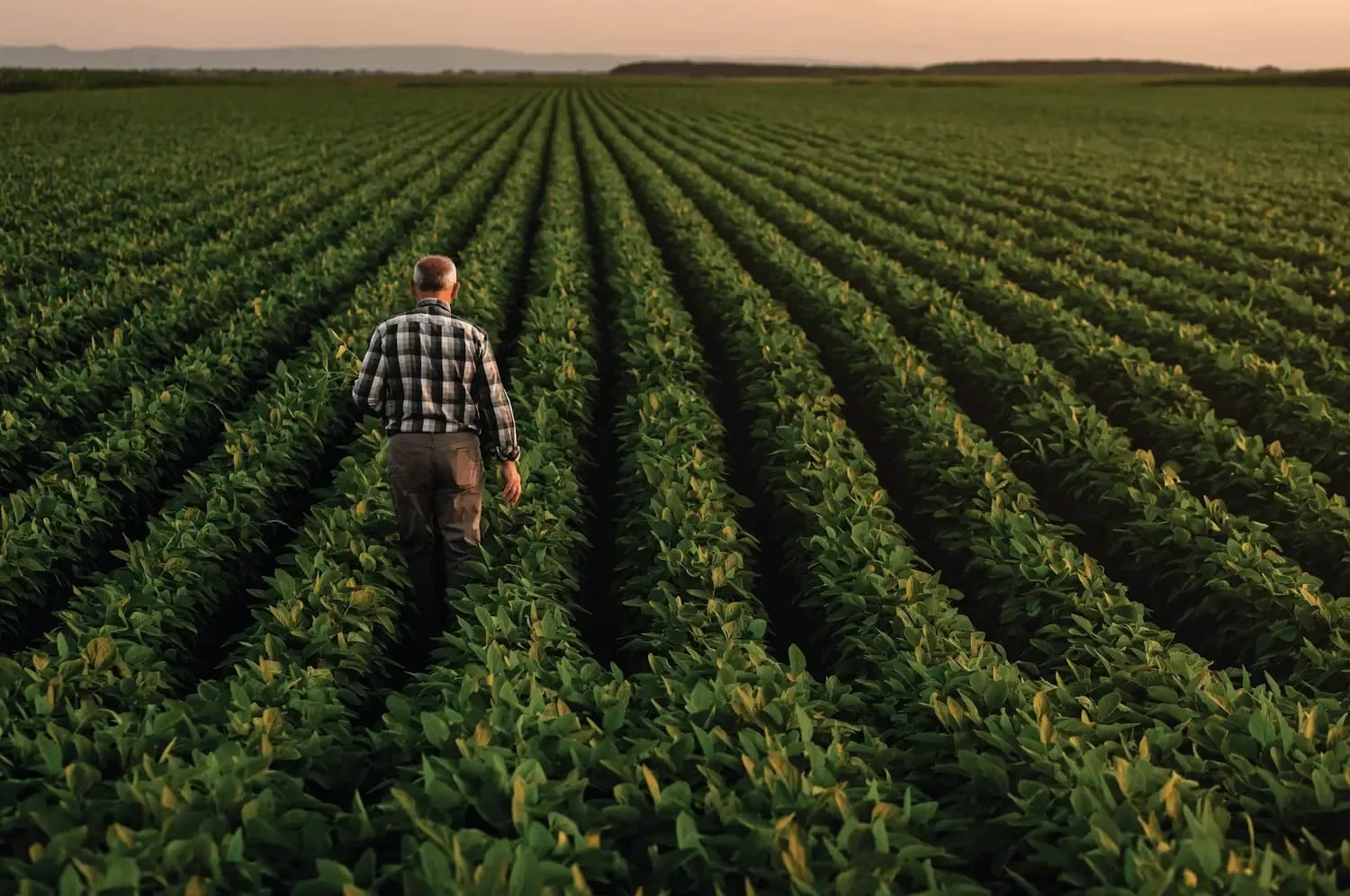 Hero Achat Grouper Image